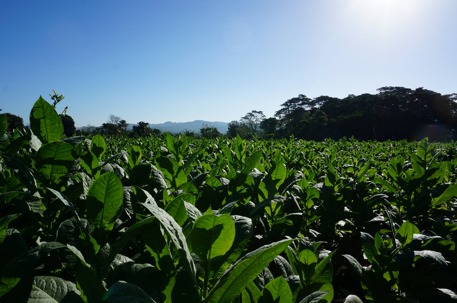 Zigarren,Zigarillos,Humidore,Zigarrenschneider,Zigarrenfeuerzeug,Zigarrenetui
