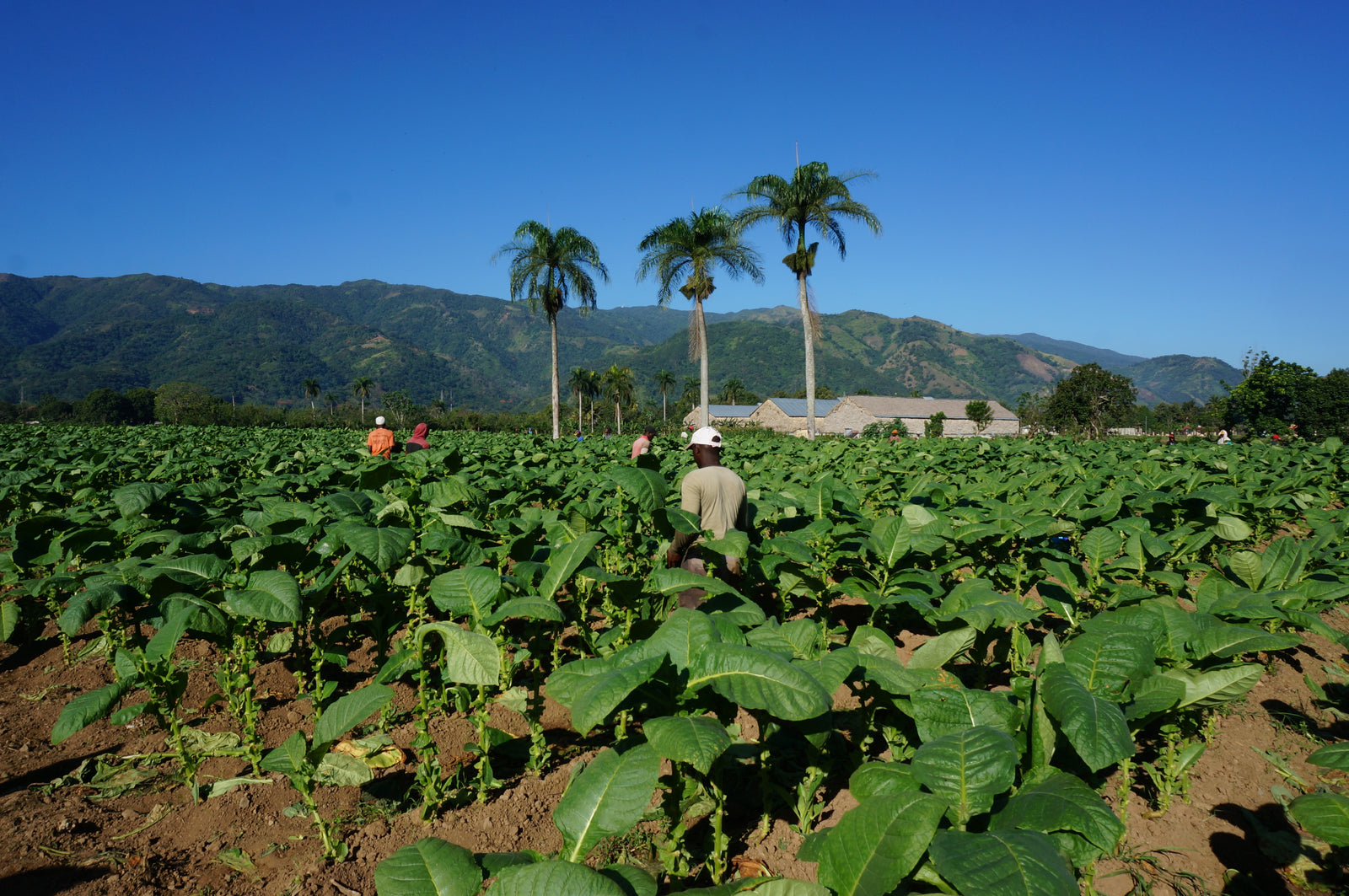 Zigarren,Zigarillos,Humidore,Zigarrenschneider,Zigarrenfeuerzeug,Zigarrenetui